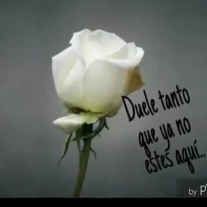 Meet your Posher, Luz